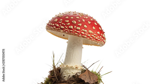 Bild auf Leinwand Wild red fly agaric mushroom amanita muscaria toxic fungus isolated on transpare