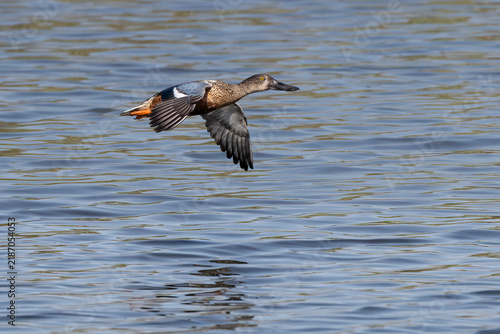 Northern shoveler (Spatula clypeata) in flight. Male in eclipse plumage.