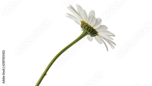 Single fresh white chamomile daisy flower stem close up isolated on transparent background