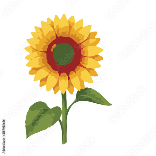 sunflower on white background