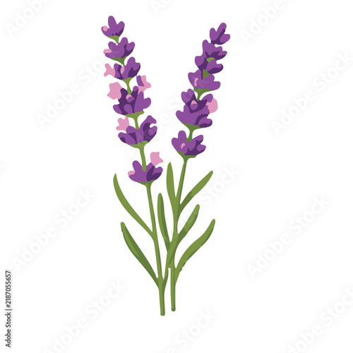 lavender flowers isolated on white background