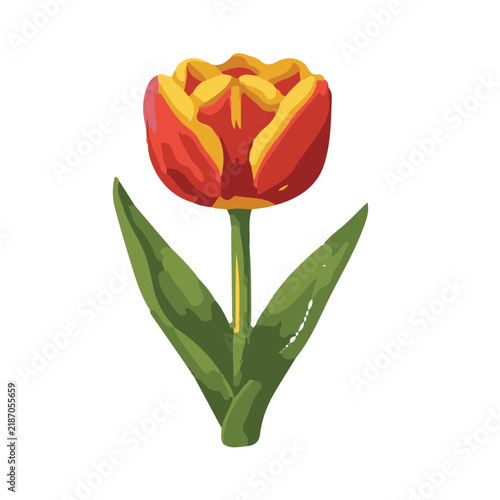red tulip on white background