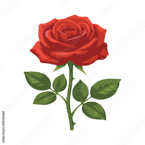 red rose isolated on white