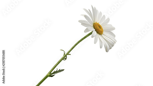 Single blooming white gerbera daisy flower head spring symbol isolated on transparent background