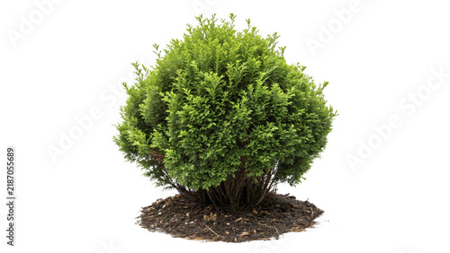 Small round dense green boxwood bush garden plant element isolated on transparent background