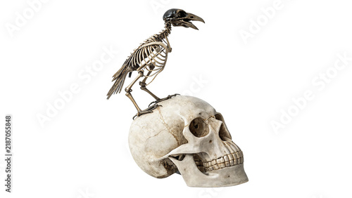 Spooky wild black bird standing on a human skull isolated on transparent background