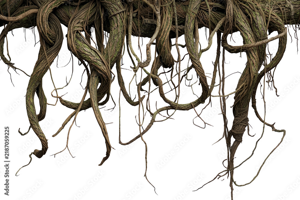 Obraz premium Tangled Hanging Plant Roots and Vines