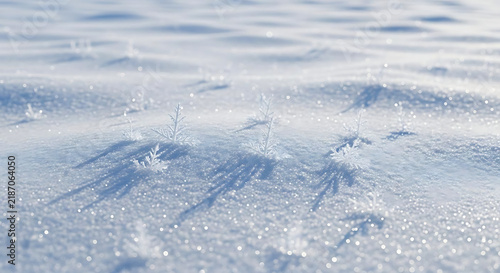 Small delicate frost crystals emerging from a textured white snow covered ground in winter light