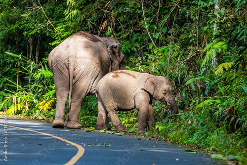 Title: Elephants are large mammals and are the largest land animals. Wild elephants eat plants. They are big, have a small head, big legs, and have a trunk that reaches to the ground. 