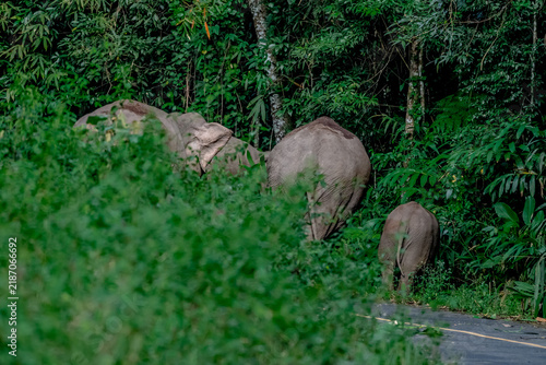 Photography Title: Elephants are large mammals and are the largest land animals