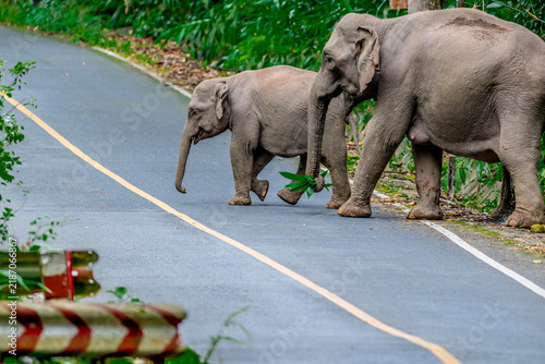 Title: Elephants are large mammals and are the largest land animals. Wild elephants eat plants. They are big, have a small head, big legs, and have a trunk that reaches to the ground. 