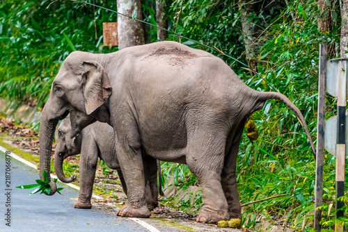 Title: Elephants are large mammals and are the largest land animals. Wild elephants eat plants. They are big, have a small head, big legs, and have a trunk that reaches to the ground. 