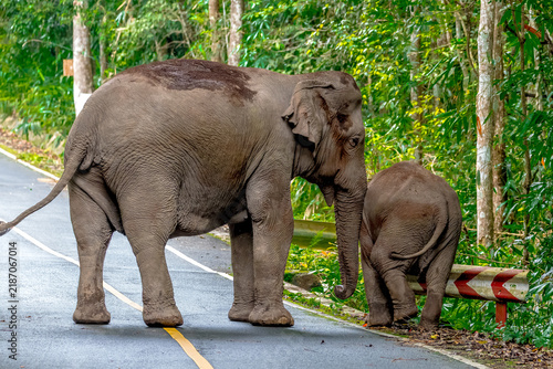 Title: Elephants are large mammals and are the largest land animals. Wild elephants eat plants. They are big, have a small head, big legs, and have a trunk that reaches to the ground. 