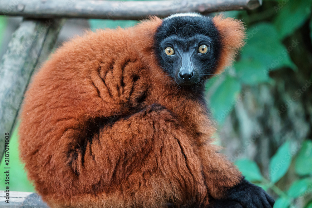 Fototapeta premium Red ruffed lemur