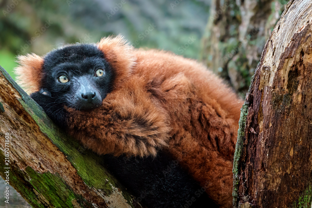 Fototapeta premium Red ruffed lemur