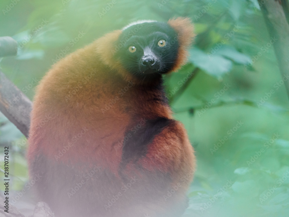 Obraz premium Red ruffed lemur