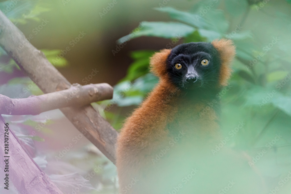 Obraz premium Red ruffed lemur
