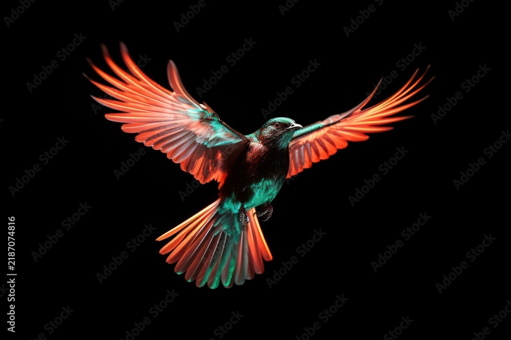 Fototapeta premium Bird flying hummingbird animal beak.