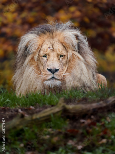 Canvas Print Lion