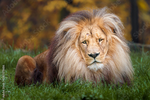 Canvas Print Lion