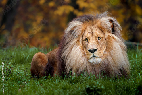 Photography Lion