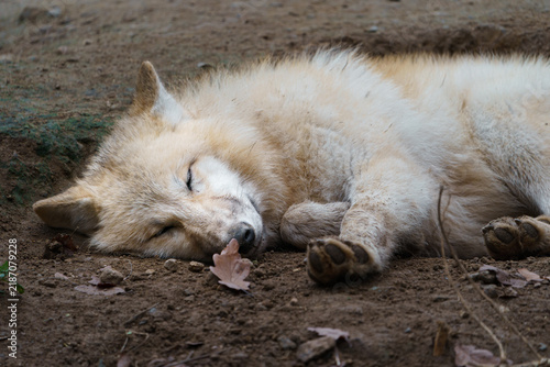 Naklejka Arctic wolf sleeping
