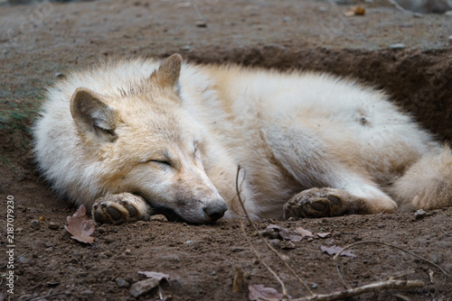 Naklejka Arctic wolf sleeping