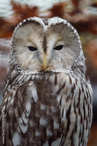Naklejka Ural owl