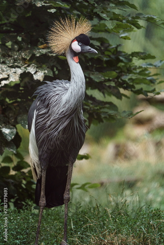 Naklejka Grey Crowned Crane