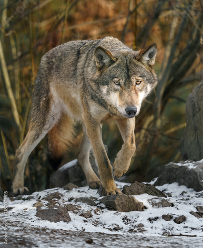 Naklejka Grey Wolf