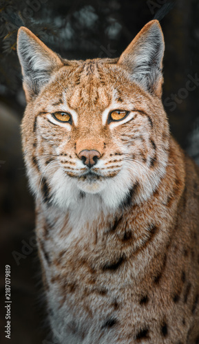 Naklejka Eurasian lynx