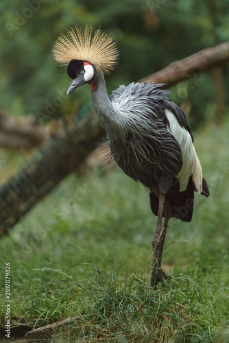 Naklejka Grey Crowned Crane