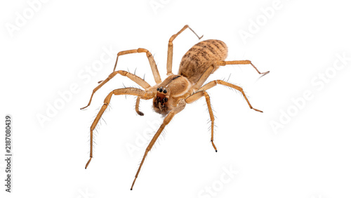 Obraz na płótnie Large wild brown tarantula spider crawling creepy arachnid isolated on transpare