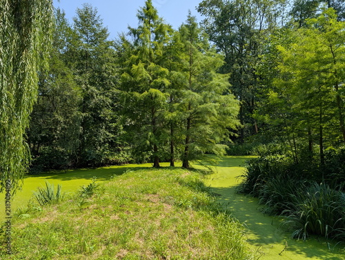 Verdant Duckweed Canal Czech Wilderness