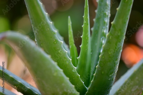 Fresh green aloe vera plant leaves with water drops for skincare