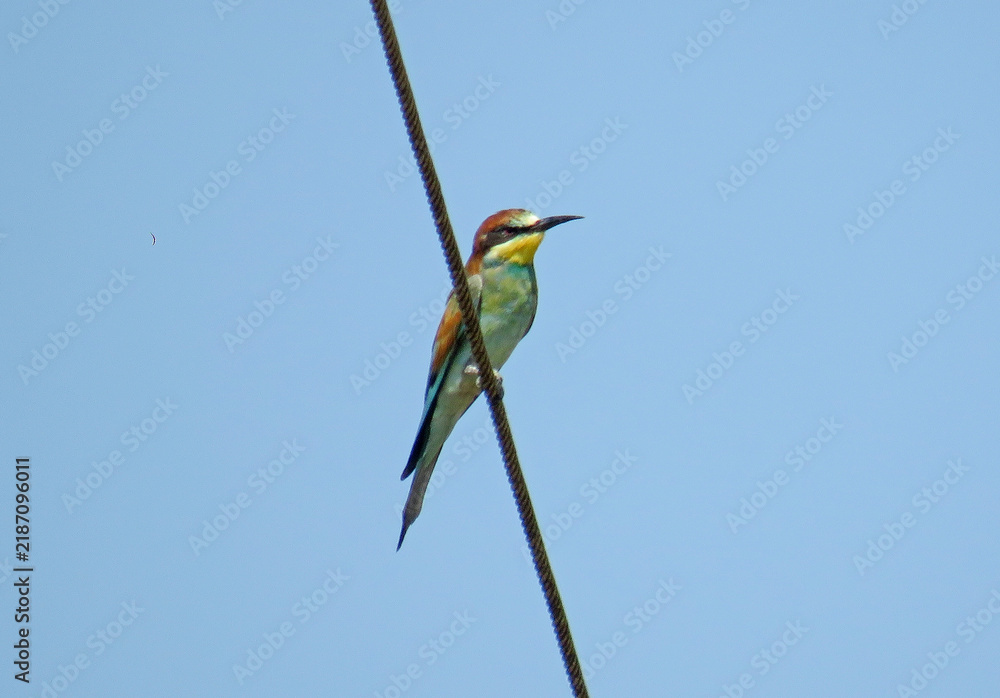 Obraz premium European Bee-eater in Romania. Merops apiaster