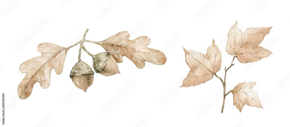Obraz premium Autumn leaves isolated on white. Orange maple leaf, oak, nuts