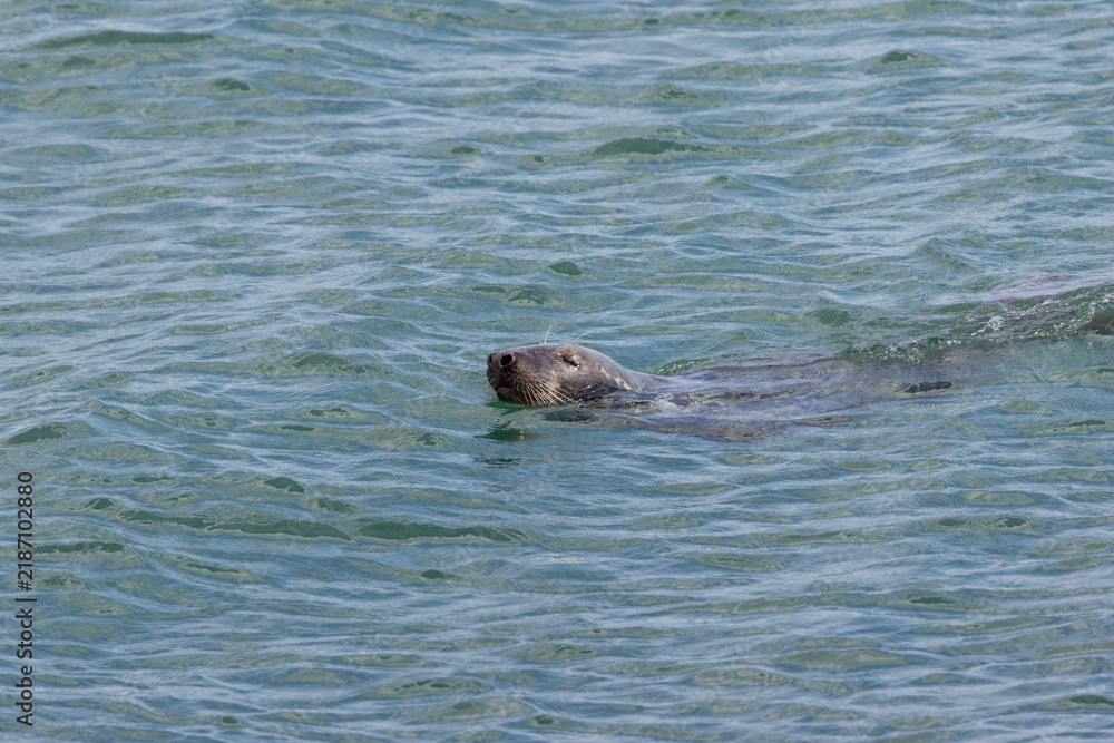 Fototapeta premium Grey seal swimming at the surface