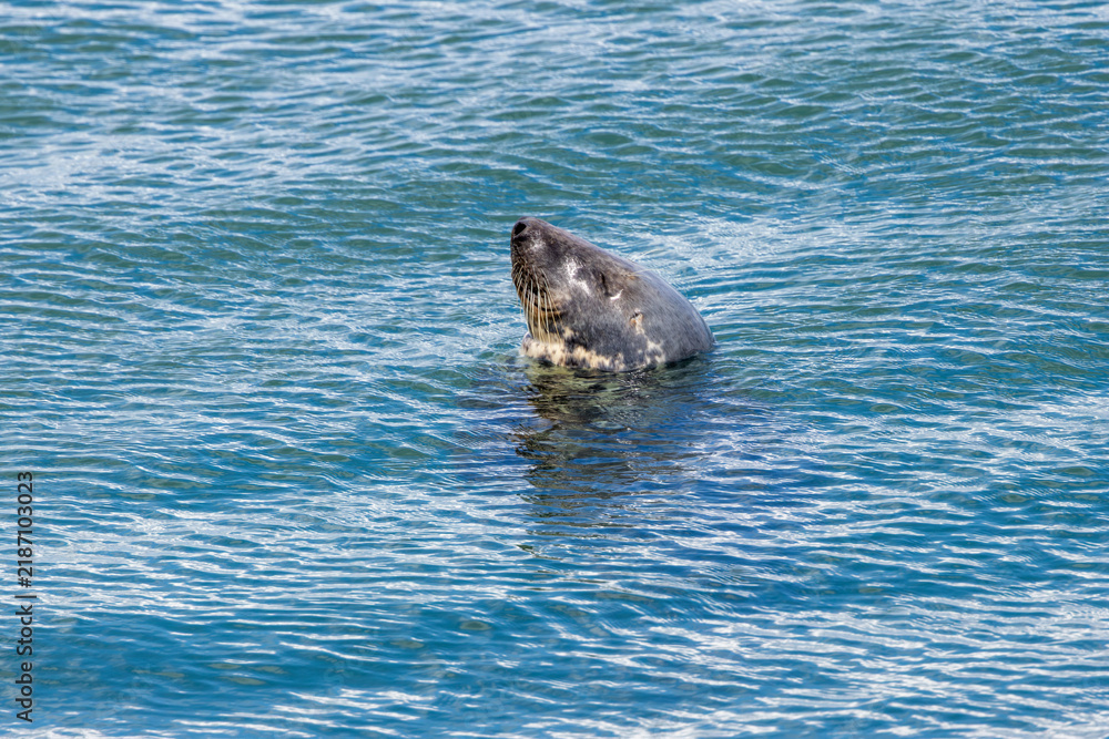 Obraz premium Grey seal raising its head from the sea
