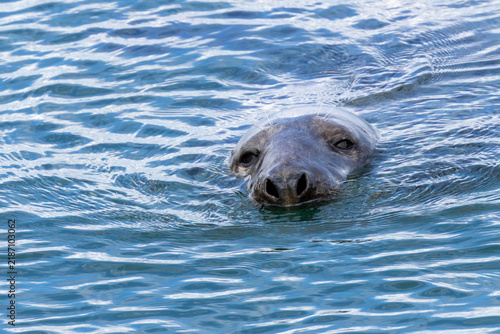 Photography Grey seal looking up from the water