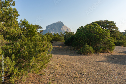 Fotografía Green relict junipers (Juniperus excelsa) are scattered across rocky landscape, with prominent mountain peak visible in background under blue sky