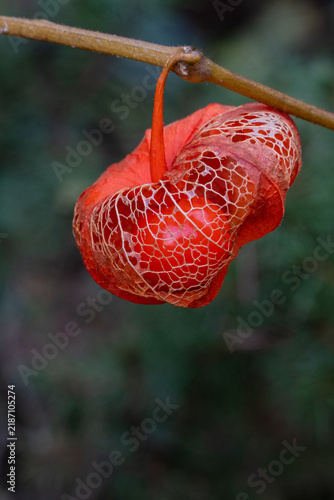 Striking red lantern flower physalis hanging from a branch, its intricate latticed texture visible through translucent skin. Small insect rests inside, adding detail to this close-up nature shot set.