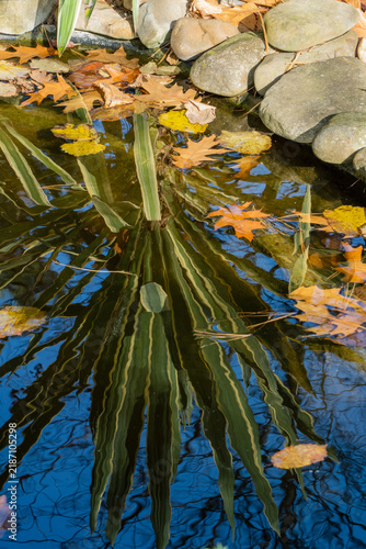 Striped green-and-yellow yucca (Gloriosa variegata) is reflected like in mirror in clear water of small garden pond with stone banks. Close-up.