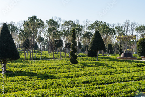 Well-maintained park with numerous meticulously pruned trees and shrubs. Trees feature unique spiral and conical shapes, showcasing skilled topiary artistry. Park 