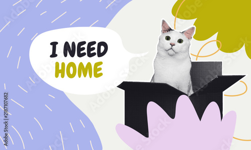 Фотография A collage cutout of a cat sitting in an open cardboard box, accompanied by a plea for a home