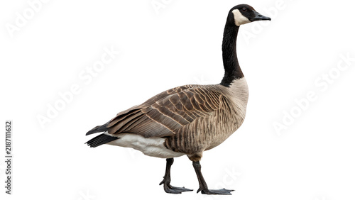 Obraz na plátne Wild migratory Canada goose bird standing in side profile isolated on transparen