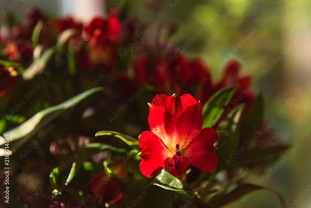 Obraz premium Sunlit Red Alstroemeria flower, selective focus, in bouquet, blurred green garden seen through window in background, floral nature scene with copy space for greeting cards or rustic interior design
