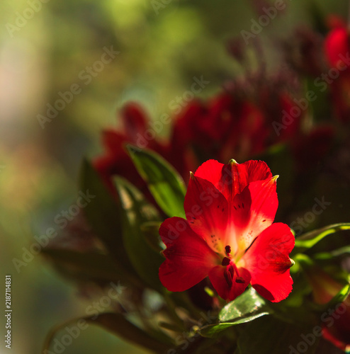 Red Alstroemeria flower in sunlight with selective focus and blurred green garden background, floral nature background with copy space for greeting cards, birthday and anniversary
