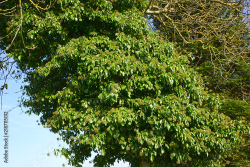 Obraz na plátně Gemeiner Efeu, Hedera helix klettert an Zäune, Bäume, Mauern empor