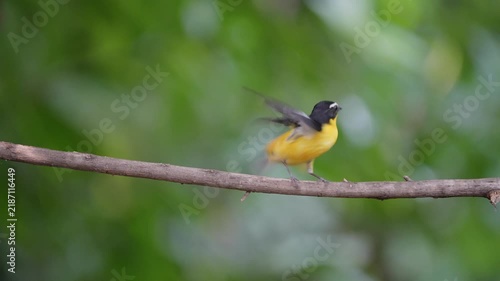 The Yellow-rumped Flycatcher inhabits the forests, Yellow rumped Flycatcher is a migratory bird that can be found in parks, community forests, or natural forests throughout Thailand.
